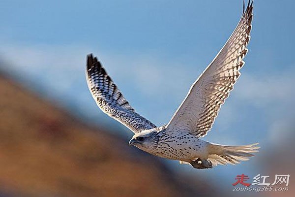 ������ʲô��ɵ���� �ٶ����е�һ��������