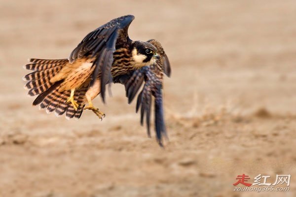 ������ʲô��ɵ���� �ٶ����е�һ��������