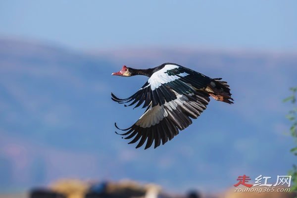 ������ʲô��ɵ���� �ٶ����е�һ��������