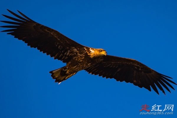 ������ʲô��ɵ���� �ٶ����е�һ��������