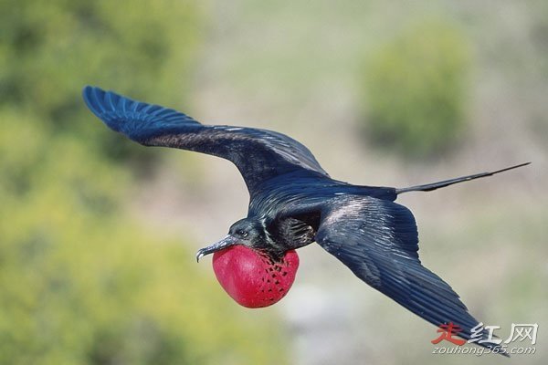 ������ʲô��ɵ���� �ٶ����е�һ��������