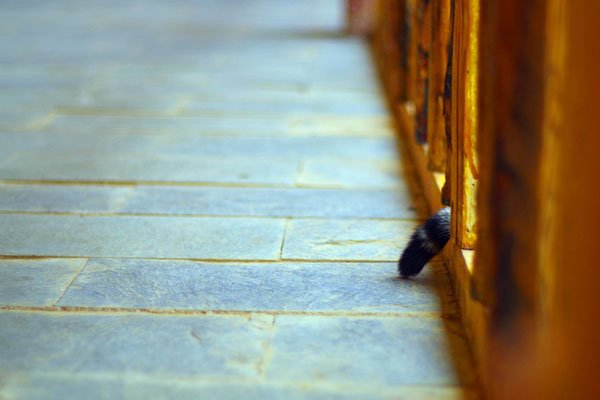 ������èè�¼�����ô���� ��Ӧ�˺ܶ��ΰ���������