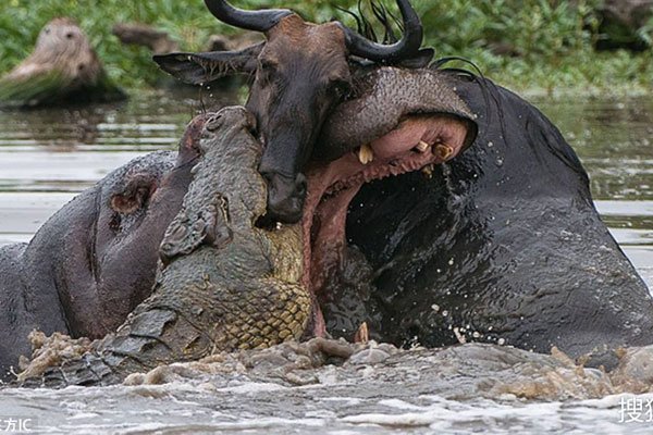 �����������ĸ����� ����Ϊʲô�ܺ�ƽ�ദ��