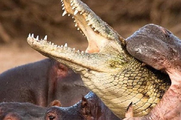 �����������ĸ����� ����Ϊʲô�ܺ�ƽ�ദ��