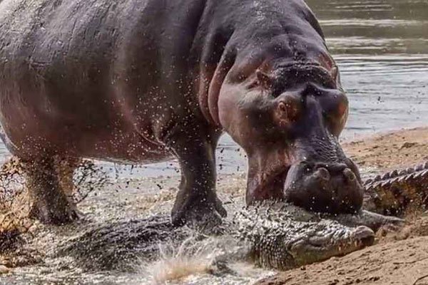 河马和鳄鱼哪个厉害它们为什么能和平相处呢