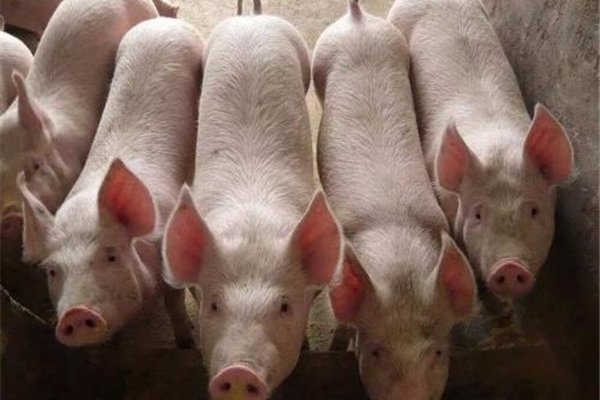 猪生八个小孩是真的吗 真相是:用ps技术造假