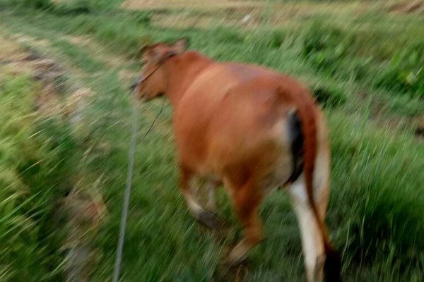 û�·ŷ�ţ��˭ ��ʵ�������в��Ǵ�����