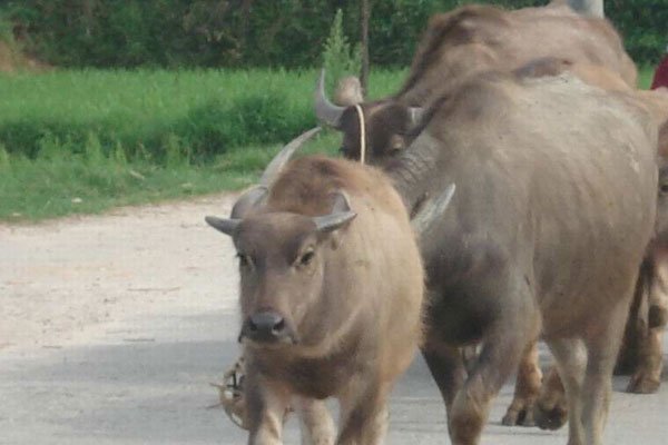 û�·ŷ�ţ��˭ ��ʵ�������в��Ǵ�����