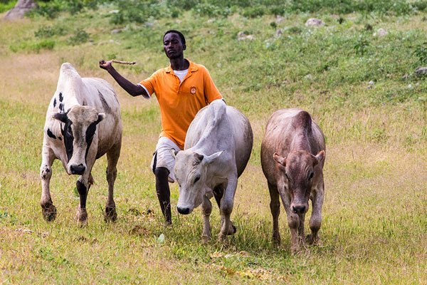 û�·ŷ�ţ��˭ ��ʵ�������в��Ǵ�����