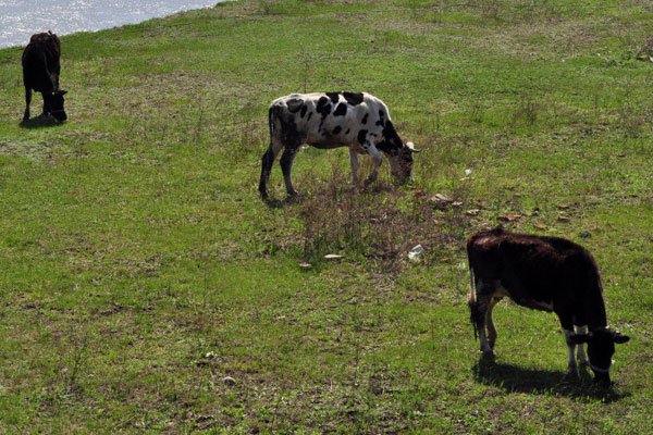 û�·ŷ�ţ��˭ ��ʵ�������в��Ǵ�����