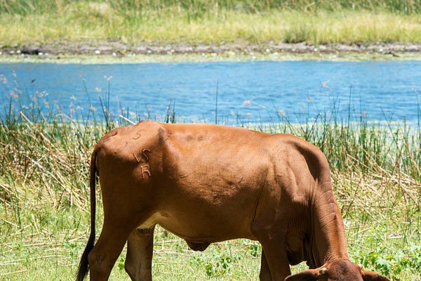 û�·ŷ�ţ��˭ ��ʵ�������в��Ǵ�����