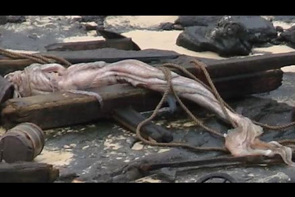 1991南斯拉夫美人鱼化石照片 看上去颇为恐(kǒng)怖吓人