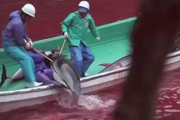 �ձ��˻�����������ʵ��Ƭ ����ʮ�ֵ�Ѫ�ȿֲ�