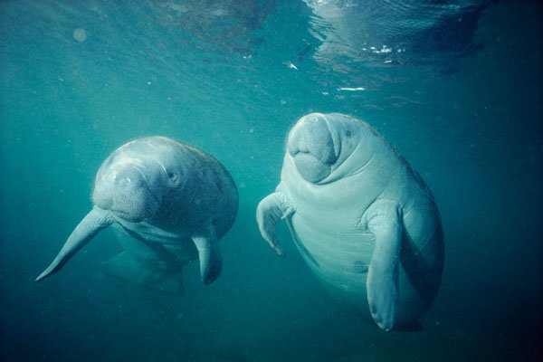 �ձ��˻�����������ʵ��Ƭ ����ʮ�ֵ�Ѫ�ȿֲ�