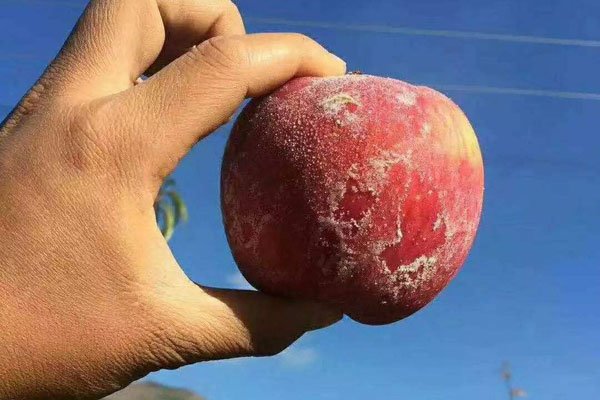 ��ƻ���Ĺ�Ч������ �������Ĳ�ƻ����