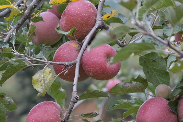 ��ƻ���Ĺ�Ч������ �������Ĳ�ƻ����