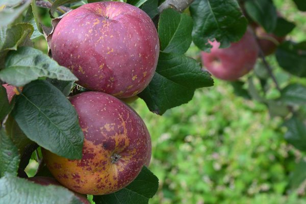 ��ƻ���Ĺ�Ч������ �������Ĳ�ƻ����