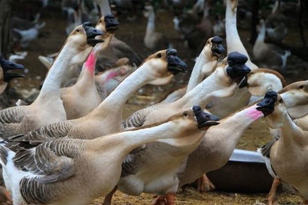 ʨͷ�����Ǯһ�� �����С������Ҫע������