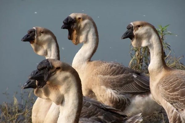 ʨͷ�����Ǯһ�� �����С������Ҫע������