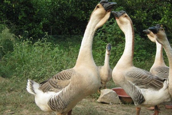 ʨͷ�����Ǯһ�� �����С������Ҫע������