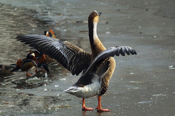 ʨͷ�����Ǯһ�� �����С������Ҫע������