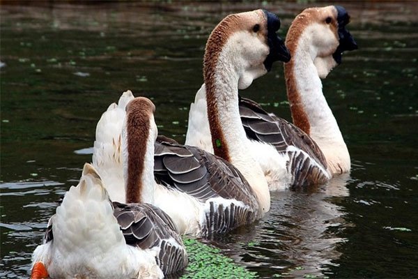 ʨͷ�����Ǯһ�� �����С������Ҫע������