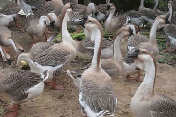 ʨͷ�����Ǯһ�� �����С������Ҫע������