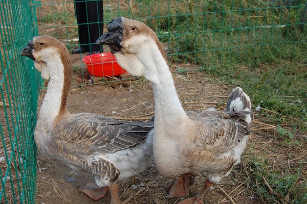 ʨͷ�����Ǯһ�� �����С������Ҫע������