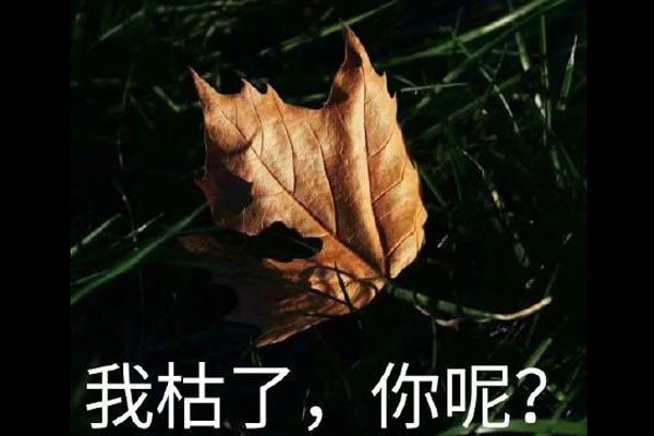 我枯了是什么意思通过谐音梗透露自己的心情