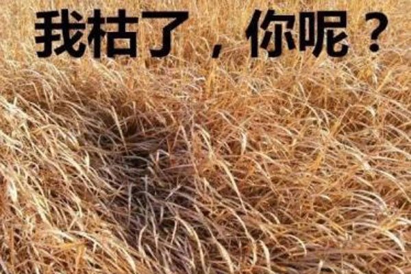 �ҿ�����ʲô��˼ ͨ��г����͸¶�Լ�������