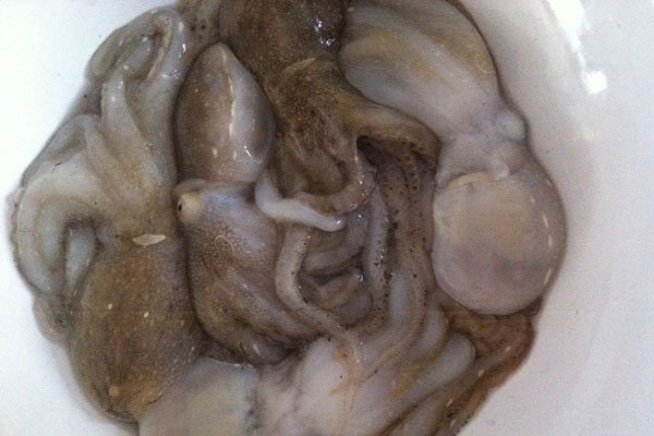 八爪鱼头部内脏能吃吗感染寄生虫那就严重了2