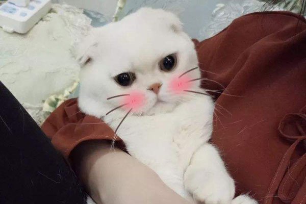 ����������Ϊʲô��ʧ�ڶ��� ������ô��Ӧ��