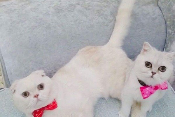 ����������Ϊʲô��ʧ�ڶ��� ������ô��Ӧ��