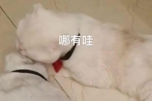 ����������Ϊʲô��ʧ�ڶ��� ������ô��Ӧ��