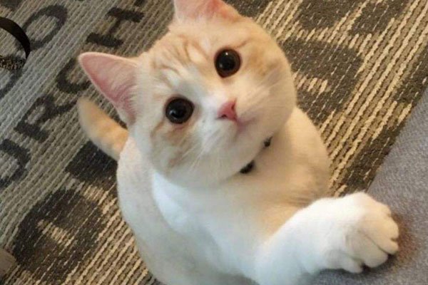 99977��ʲô��˼ ������ϧ��ǰ�˵���˼