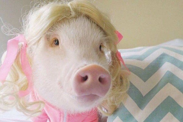 猪猪女孩是什么意思 形容那些看起来光鲜亮丽的女孩子