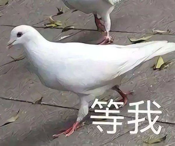 人类的本质是复读机还是鸽子耍爆朋友圈 办不到的事情太多