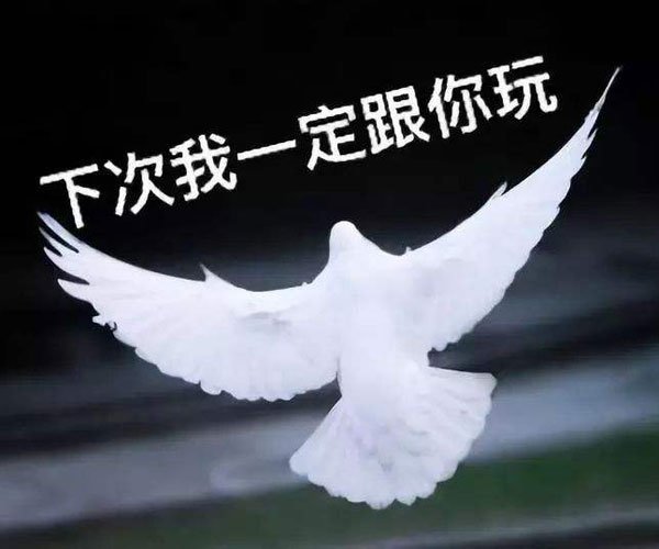 人类的本质是复读机还是鸽子耍爆朋友圈 办不到的事情太多