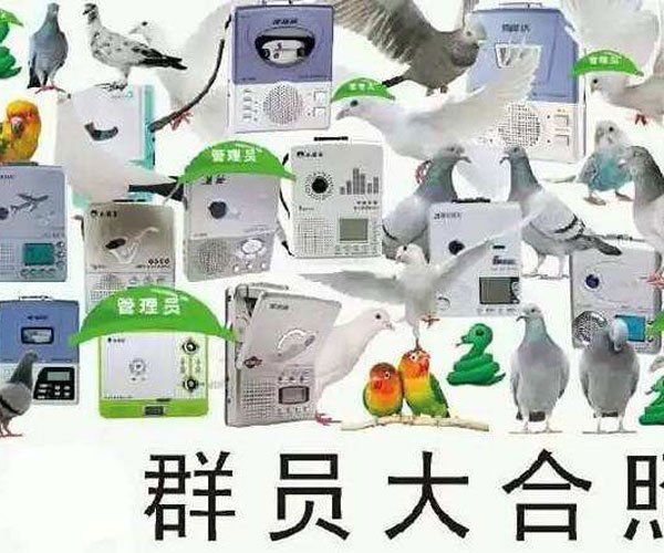 人类的本质是复读机还是鸽子耍爆朋友圈 办不到的事情太多